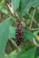 Callicarpa randaiensis