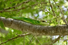 Anolis smallwoodi