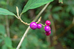 Callicarpa randaiensis