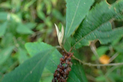 Callicarpa randaiensis