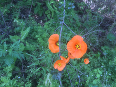 Papaver heterophyllum