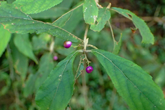 Callicarpa randaiensis