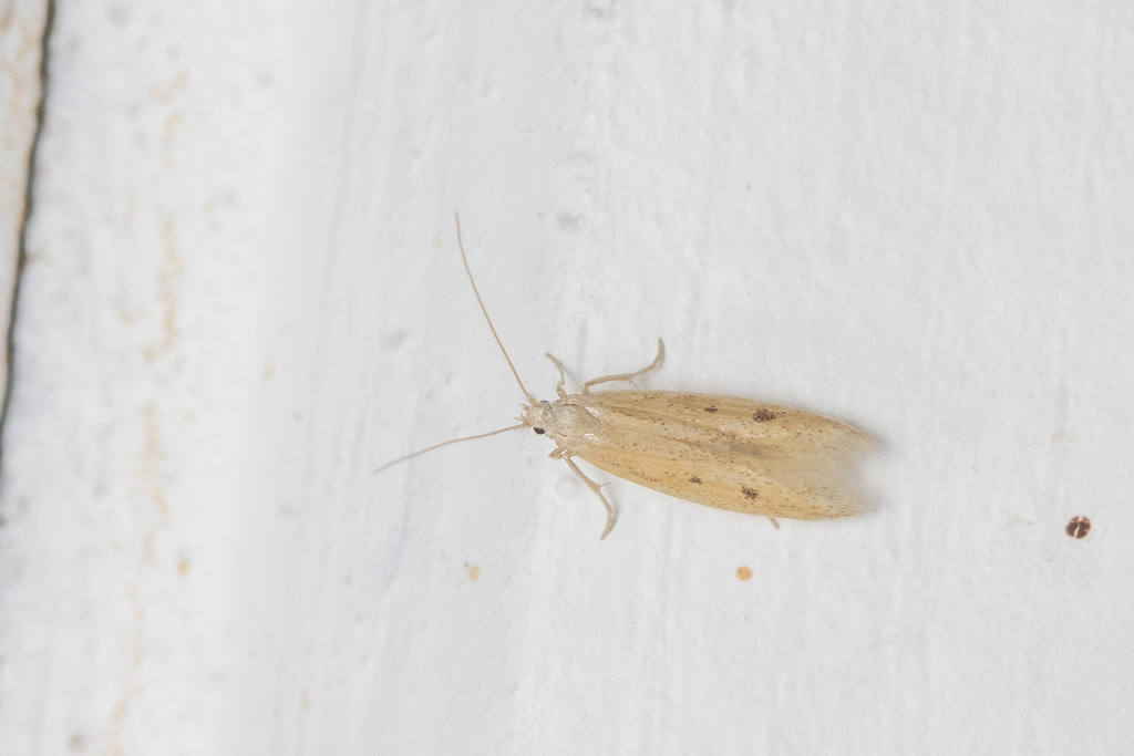 Epidola nuraghella