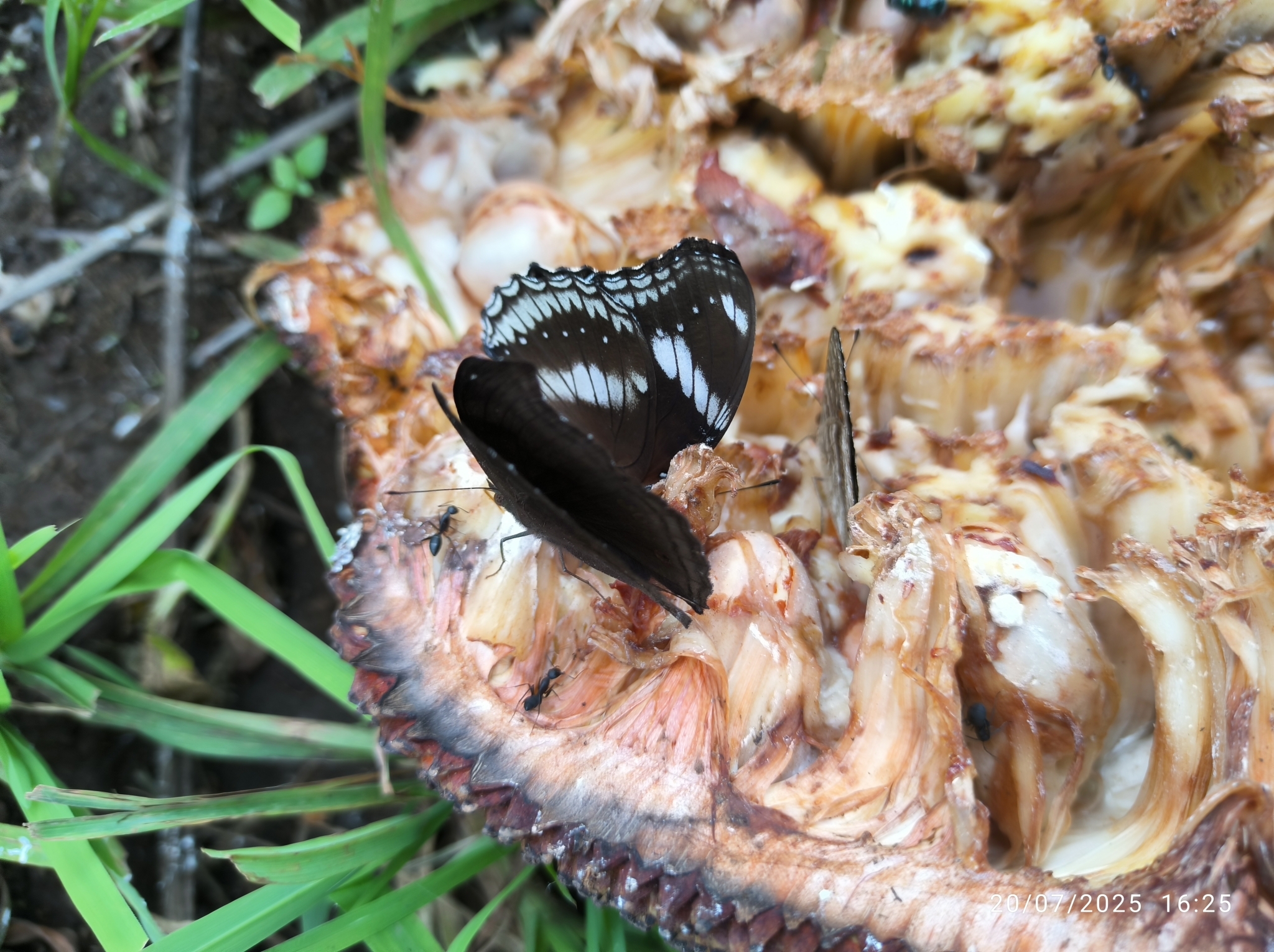 Great Eggfly