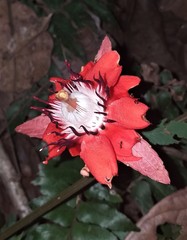 Passiflora miniata