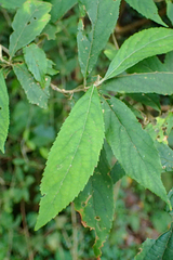 Callicarpa randaiensis
