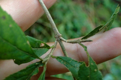 Callicarpa randaiensis