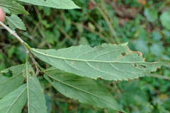 Callicarpa randaiensis