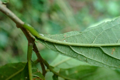 Callicarpa randaiensis