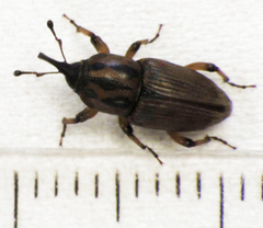 Sphenophorus brunnipennis