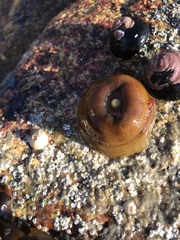 Allopetrolisthes spinifrons