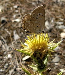 Polyommatus admetus