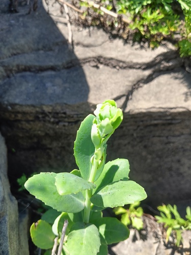 Hylotelephium pallescens iNat (1)