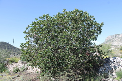 Rhus muelleri