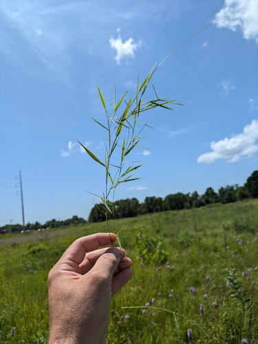 Dichanthelium roanokense, 2025-07-22