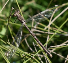 Archilestes californicus