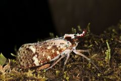 Phrictus moebiusi