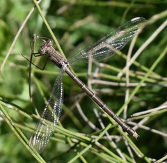 Archilestes californicus