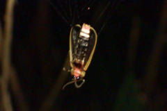 Diaphanes flavilateralis