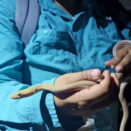 Baja California Ratsnake