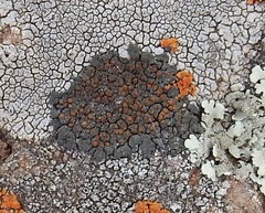Caloplaca pellodella