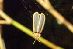 Diaphanes flavilateralis