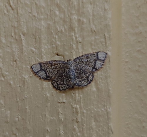 Ringed Border