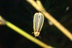 Diaphanes flavilateralis