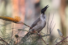 Noisy Friarbird photo 1