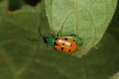 Diabrotica decempunctata