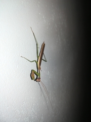 Stagmomantis nahua