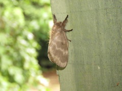 Tolype ventriosa
