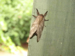 Tolype ventriosa