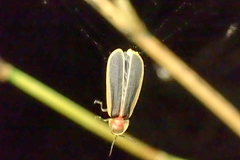 Diaphanes flavilateralis