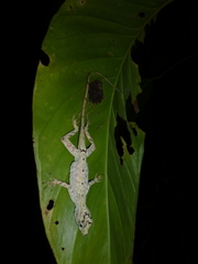 Anolis lyra