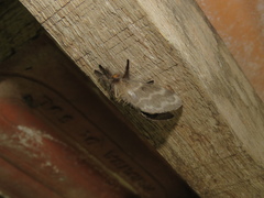 Tolype ventriosa