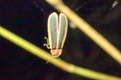 Diaphanes flavilateralis