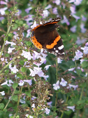 Vanessa atalanta