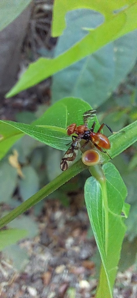 Hemixantha pulchripennis