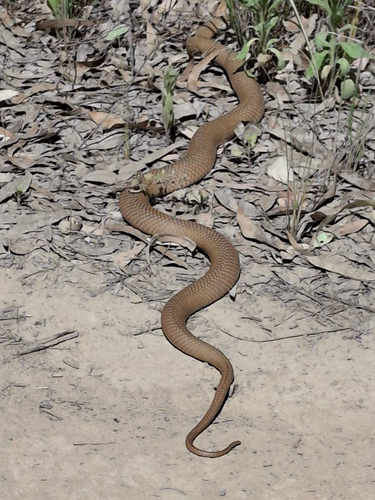 Eastern Brown Snake sighting