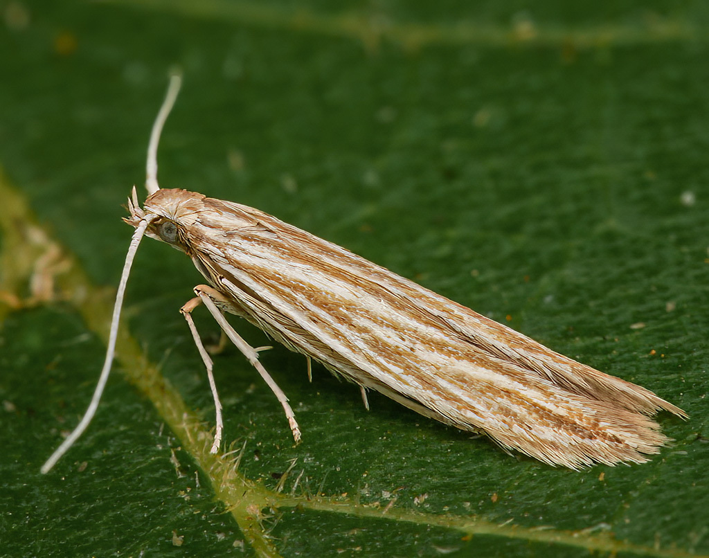 Estuarine Case-bearer