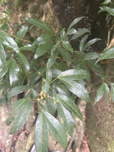Zygia longifolia - Whole tree