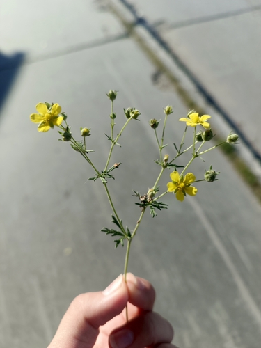 Silvery Cinquefoil