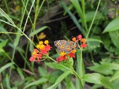 Phyciodes phaon phaon