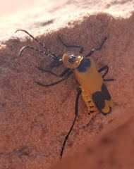 Chauliognathus fasciatus