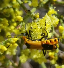 Chauliognathus fasciatus