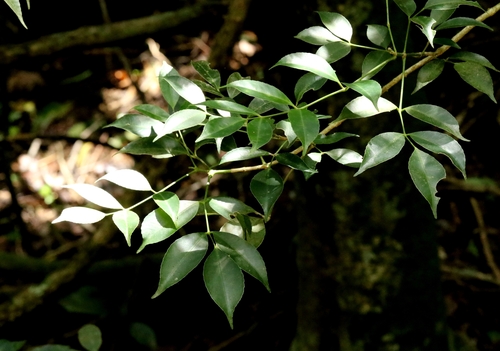 Turpinia montana observed 2025-07-23