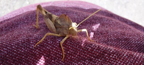 Pyrgodera armata