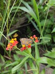 Phyciodes phaon phaon