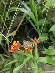 Phyciodes phaon phaon